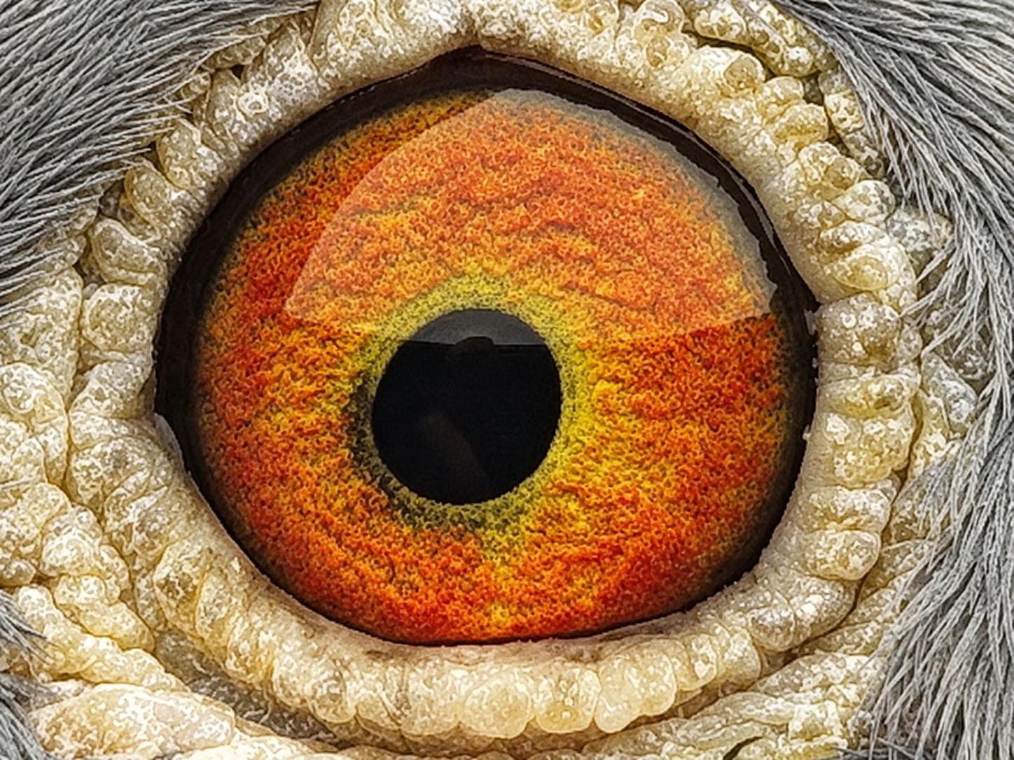 Pigeon eye